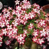 Adenium obesum cv "Super Noble Concubine" - rosa del deserto (Vaso quadro 7x7x8 cm)