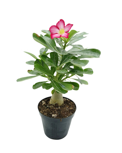 Adenium obesum Pink - desert rose (Pot 12 cm)