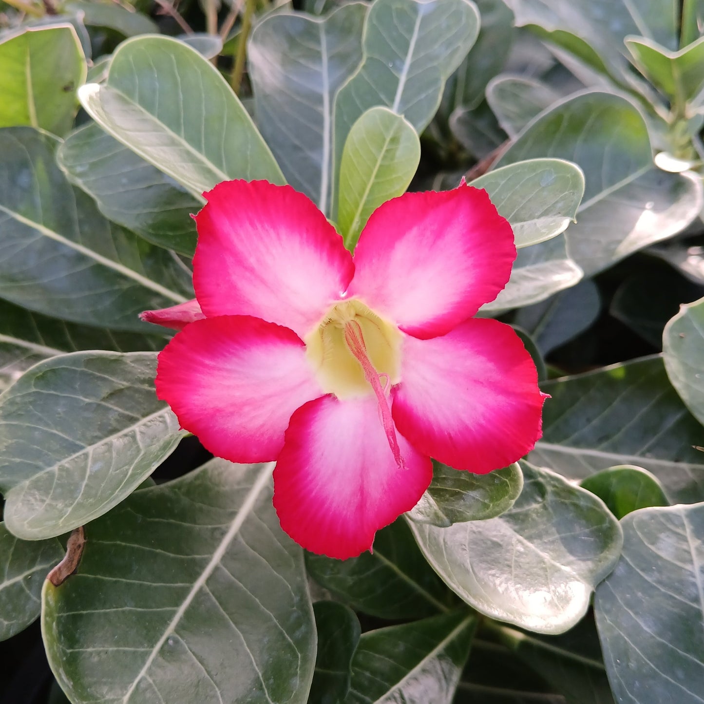 Adenium Obesum Pink - rosa del deserto (Pianta in Vaso)