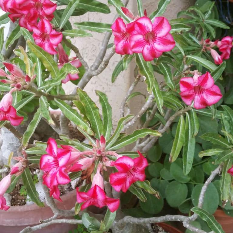 Adenium obesum subs. somalense - Somali desert rose (Square vase 7x7x8 cm)
