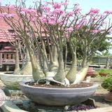 Adenium arabicum Desert cv "night fork" - rosa del deserto (Pianta in Vaso)