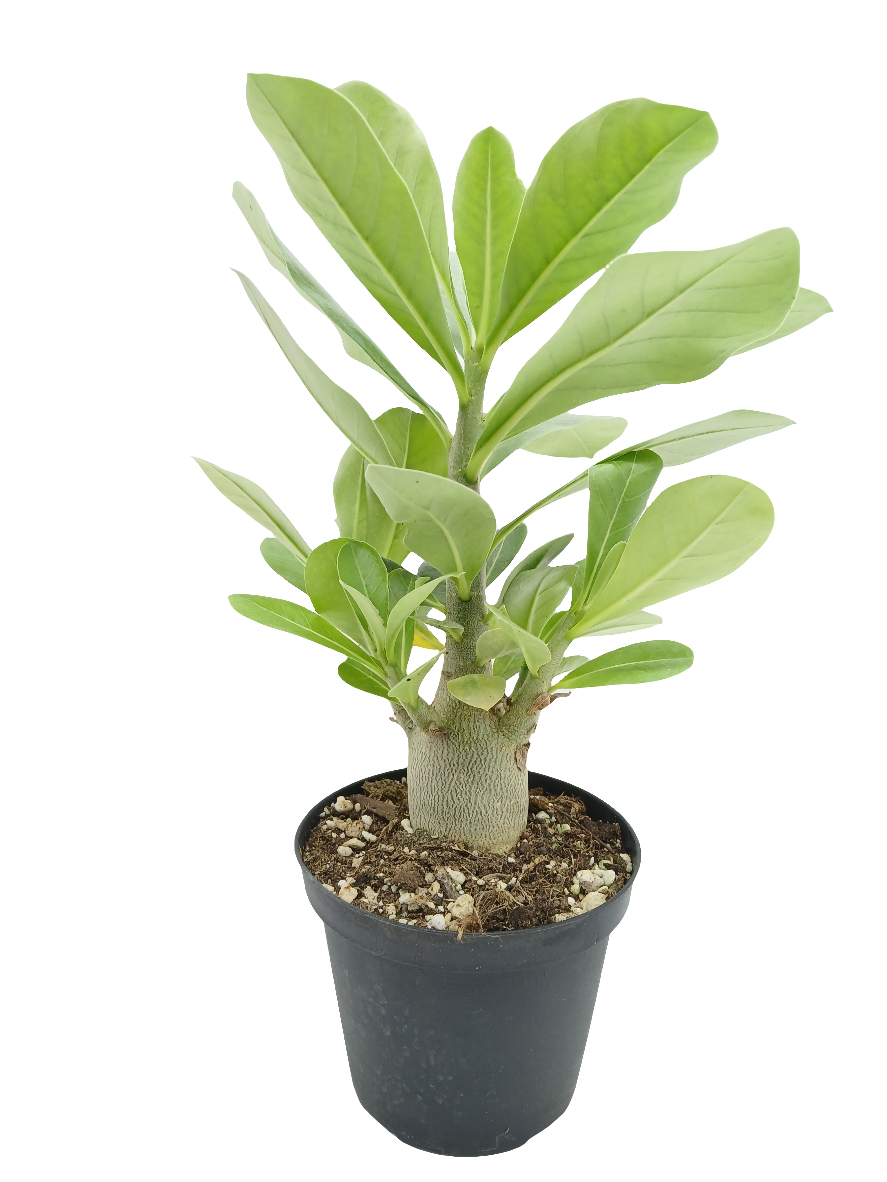 Adenium arabicum Desert cv "night fork" - rosa del deserto (Pianta in Vaso)