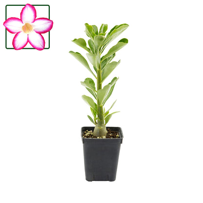 Adenium obesum cv "Noble concubine" - desert rose (Square vase 7x7x8 cm)