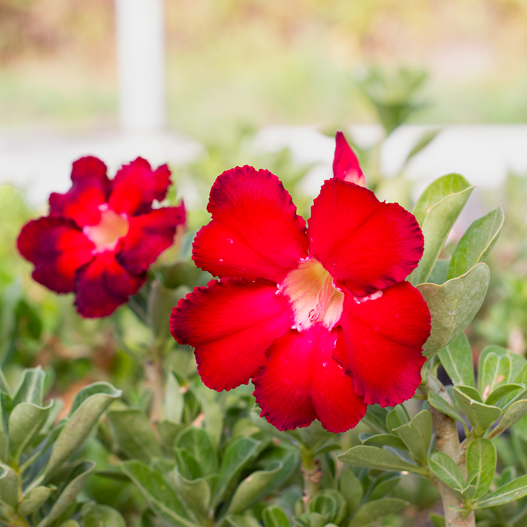 Adenium obesum cv "Arrogant" - rosa del deserto (Vaso quadro 7x7x8 cm)