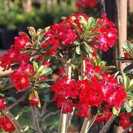 Adenium obesum cv "Arrogant" - rosa del deserto (Vaso quadro 7x7x8 cm)