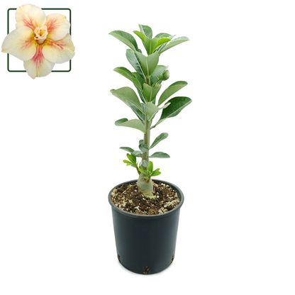 Adenium obesum cv "New Yellow" - rosa del deserto (Vaso 15 cm)