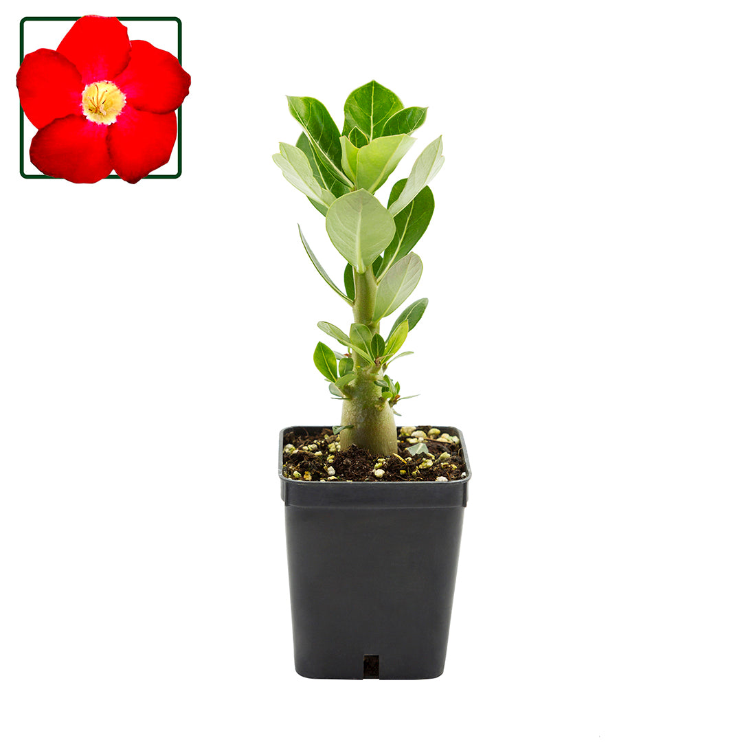 Adenium obesum cv "Super Satisfactory" - desert rose (Square vase 7x7x8 cm)