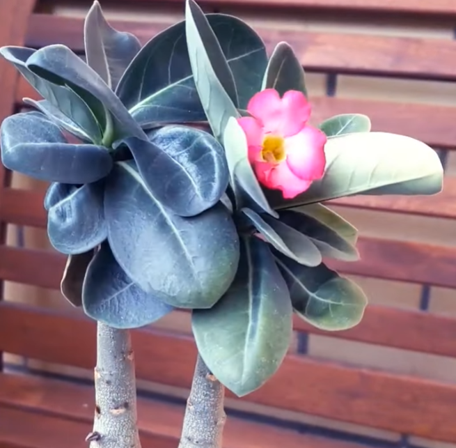 Adenium arabicum cv "Brazilian" - rosa del deserto (Vaso quadro 7x7x8 cm)