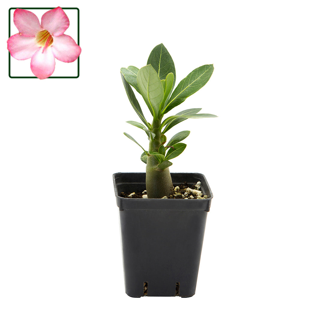 Adenium arabicum Desert cv "night fork" - rosa del deserto (Vaso quadro 7x7x8 cm)