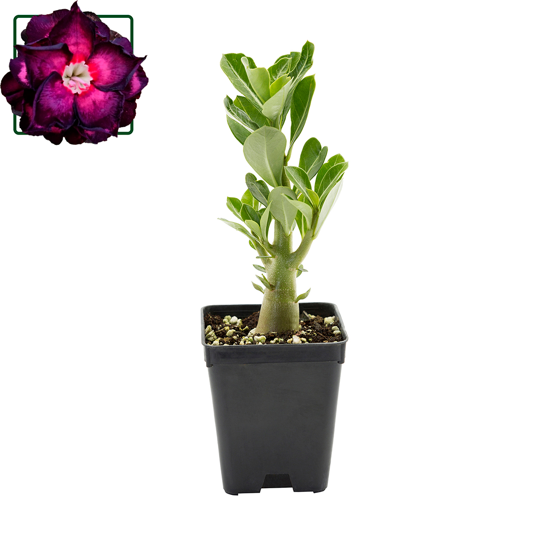 Adenium obesum KO ebay 99 - desert rose (Square vase 7x7x8 cm)