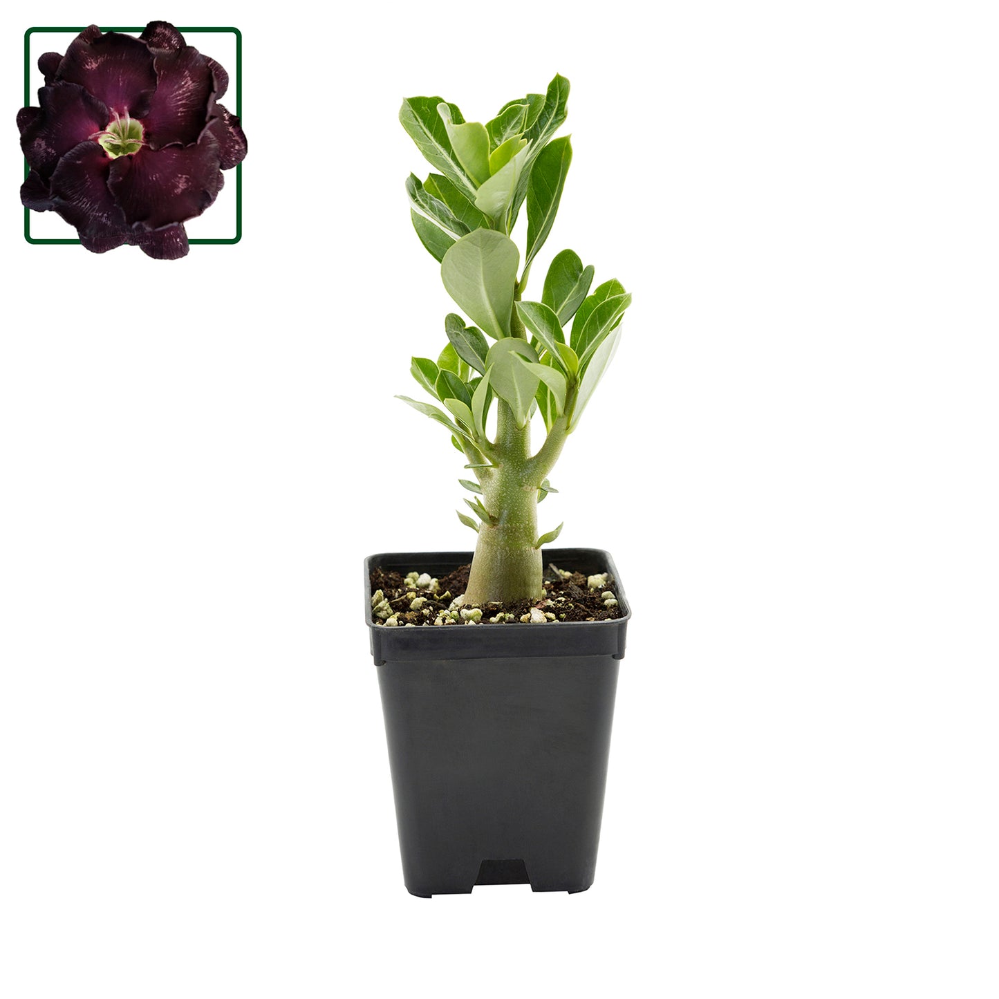 Adenium obesum KO ebay 109 - rosa del deserto (Vaso quadro 7x7x8 cm)