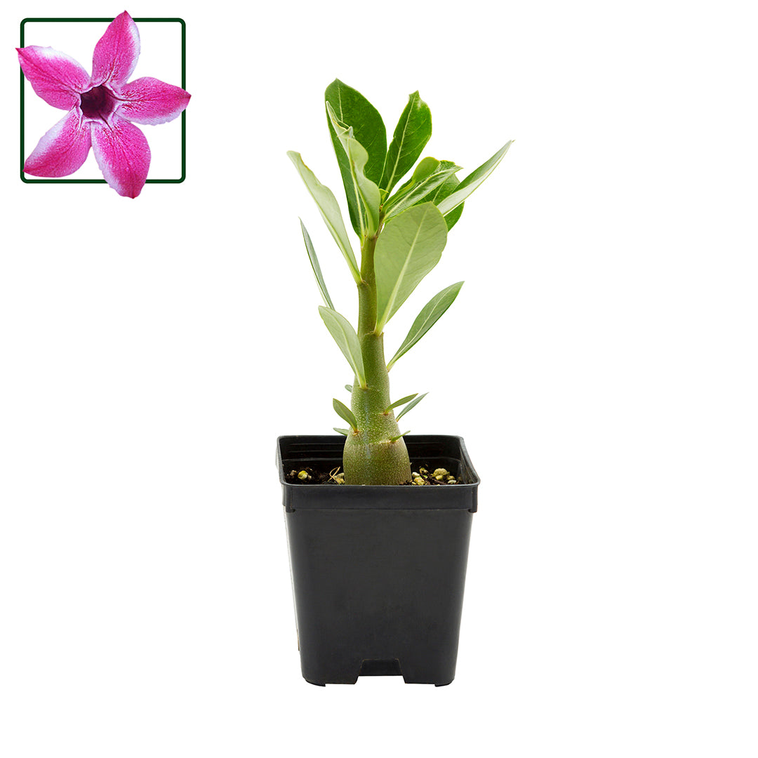 Adenium obesum subs. somalense - Somali desert rose (Square vase 7x7x8 cm)