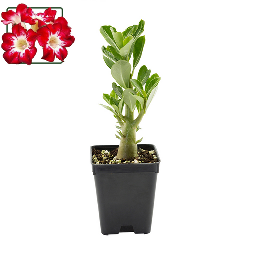 Adenium obesum cv "Flame of Love" - rosa del deserto (Vaso quadro 7x7x8 cm)