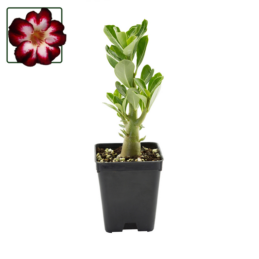 Adenium obesum cv "Super Star of Tomorrow" - rosa del deserto (Vaso quadro 7x7x8 cm)