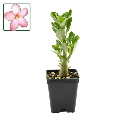 Adenium arabicum cv "Tiny Ding Dong" - rosa del deserto (Vaso quadro 7x7x8 cm)