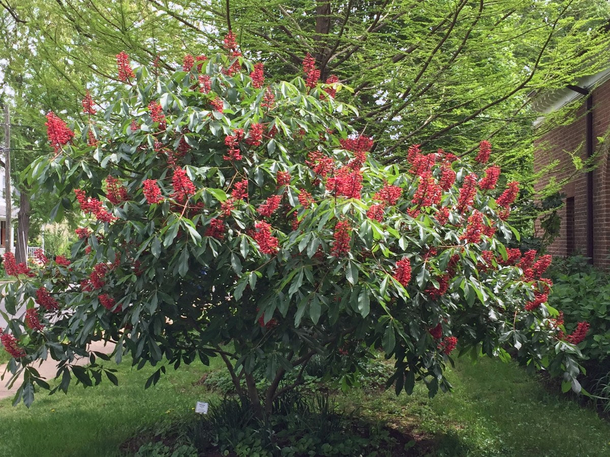 Aesculus pavia - ippocastano rosso (Vaso quadro 9x9x20 cm)