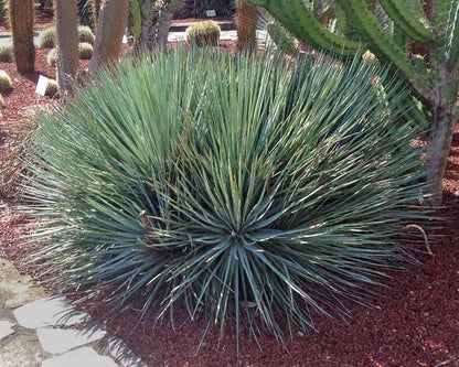 Agave striata falcata Sierra Paila SLP - glaucous spadino (Square vase 7x7x10 cm)