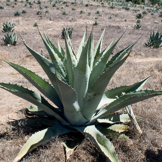 Agave durangensis VivaiMDB