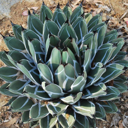 Agave ferdinandi-regis - agave (Vaso quadro 9x9x10 cm)