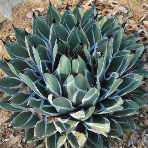 Agave ferdinandi-regis - agave (Vaso quadro 9x9x10 cm)