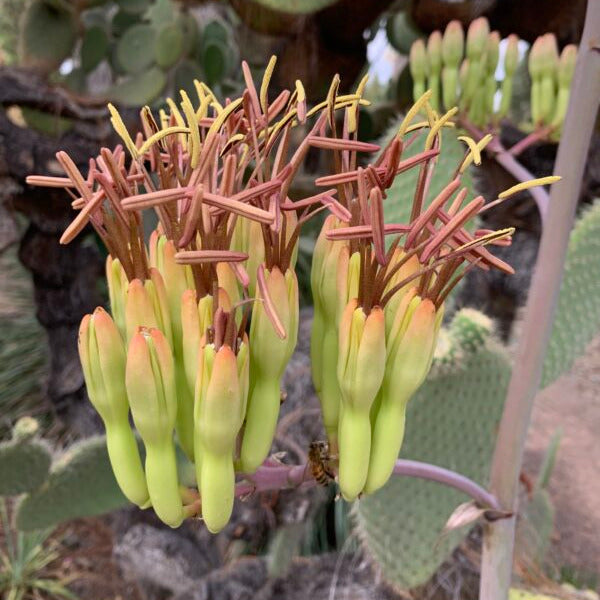 Agave flexispina fiori VivaiMDB