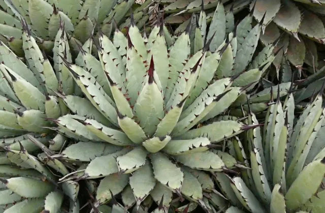 Agave macroacantha cv. viridis - agave a spine grandi cv verde (Vaso 14 cm)