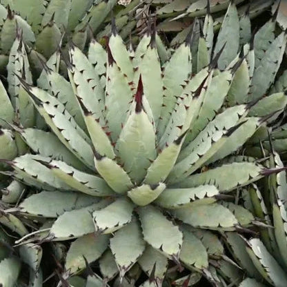 Agave macroacantha cv. viridis - green cv large thorn agave (14 cm pot)