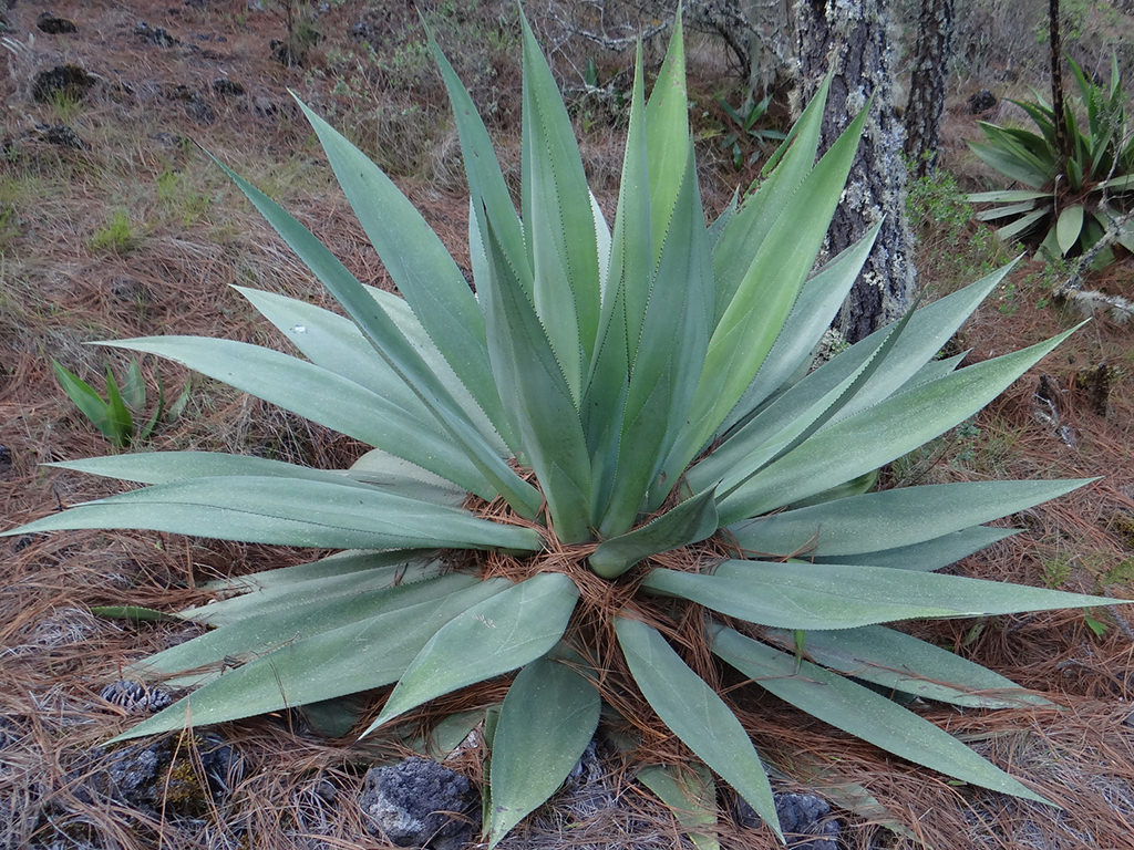 Agave obscura - black thorn agave (18 cm pot)