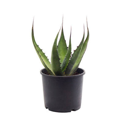 Proto-American Agave Americana - (Pot 18 cm)