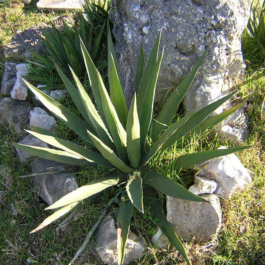 Agave Difformis pianta di VivaiMdb