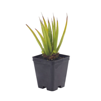 Agave filifera compact - (Square vase 7x7x8 cm)