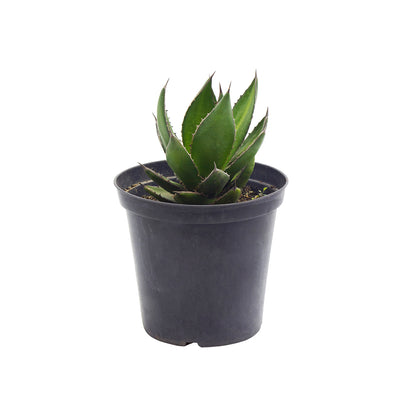 Agave ghiesbreghtii - (Pot 18 cm)