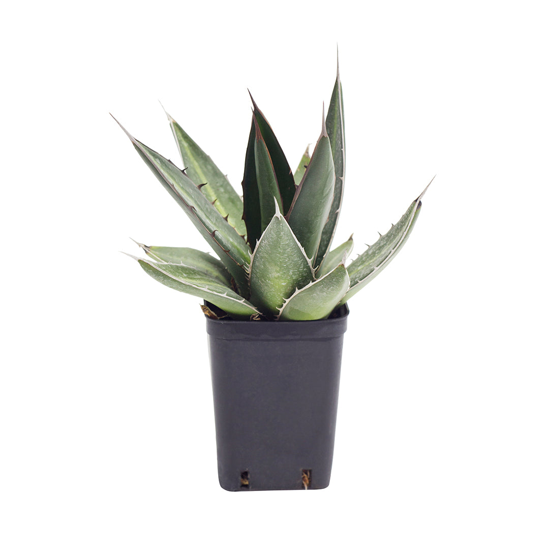 Agave kerchovei - (Vaso quadro 7x7x10 cm)