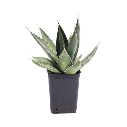 Agave kerchovei - (Square vase 7x7x10 cm)