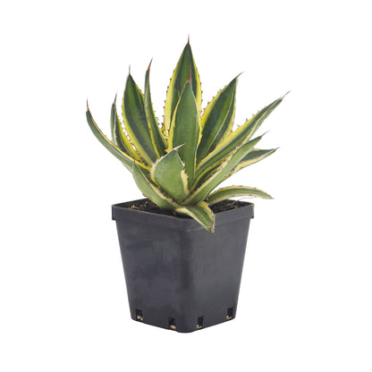 Agave lophantha cv. "quadricolor" (Vaso quadro 9x9x10 cm)