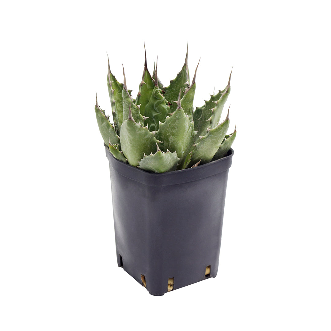 Agave montana - (Vaso quadro 7x7x10 cm)