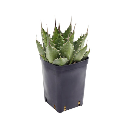 Agave montana - (Vaso quadro 7x7x10 cm)