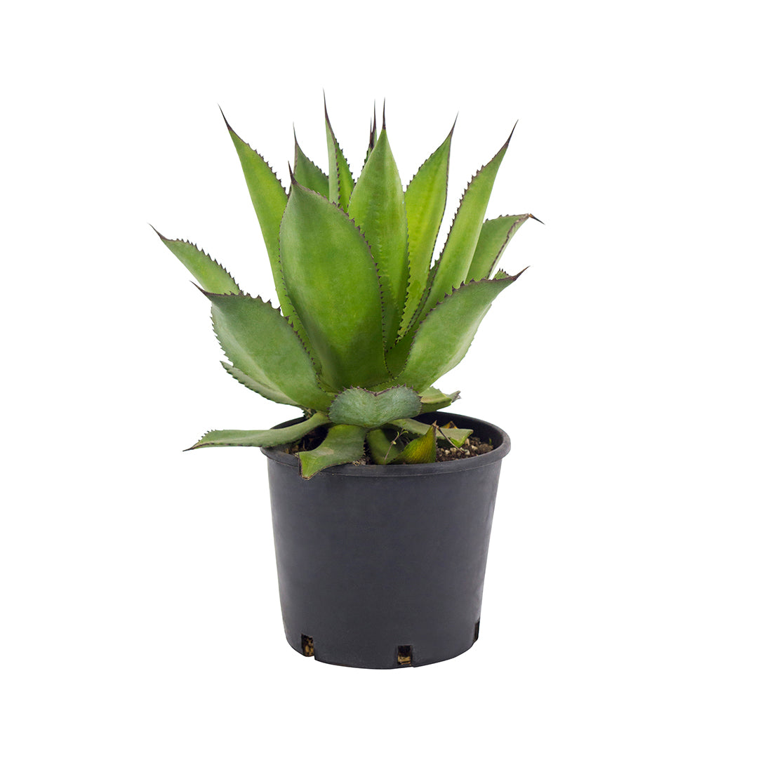 Agave obscura - black thorn agave (18 cm pot)