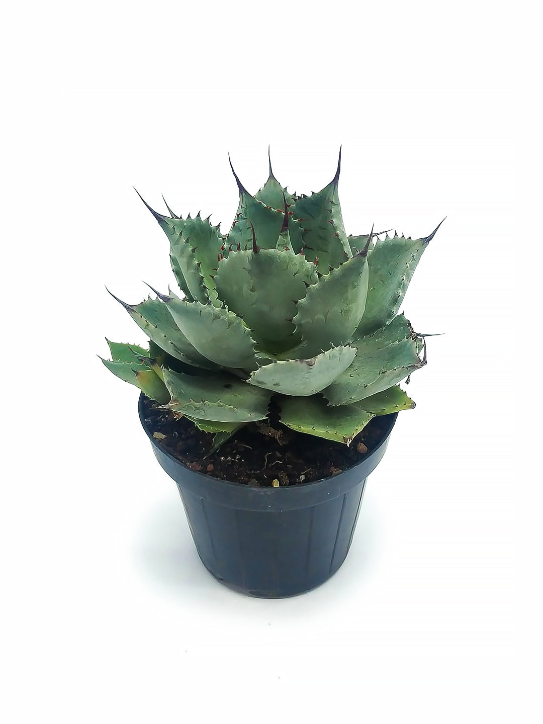 Agave pygmaea - agave (Vaso 10-14-18 cm)