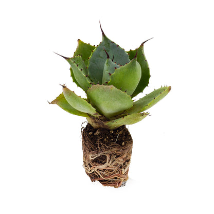 Agave pygmaea - agave (Alveolino)
