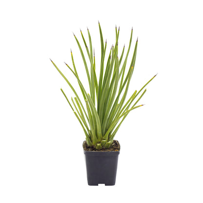 Agave stricta longifolia - (Square vase 9x9x10 cm)