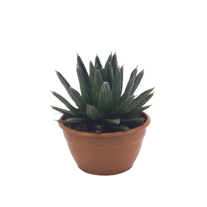 Agave victoriae-reginae - queen's agave (25 cm low vase)