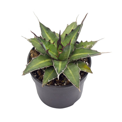 Agave xylonacantha - agave with axillary shoots (Pot 10-14 cm)