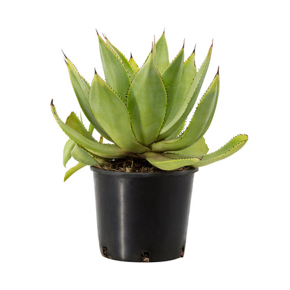 Agave celsii (sin. mitis) - agave cespitosa (Vaso 18 cm)