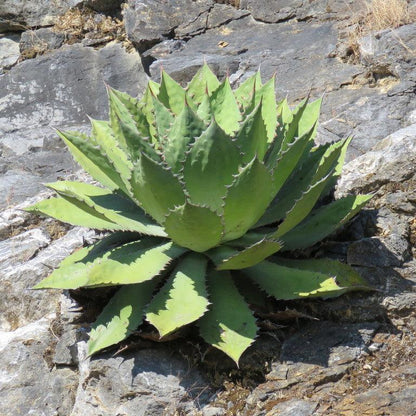 Agave cupreata - (Pot 15 cm)