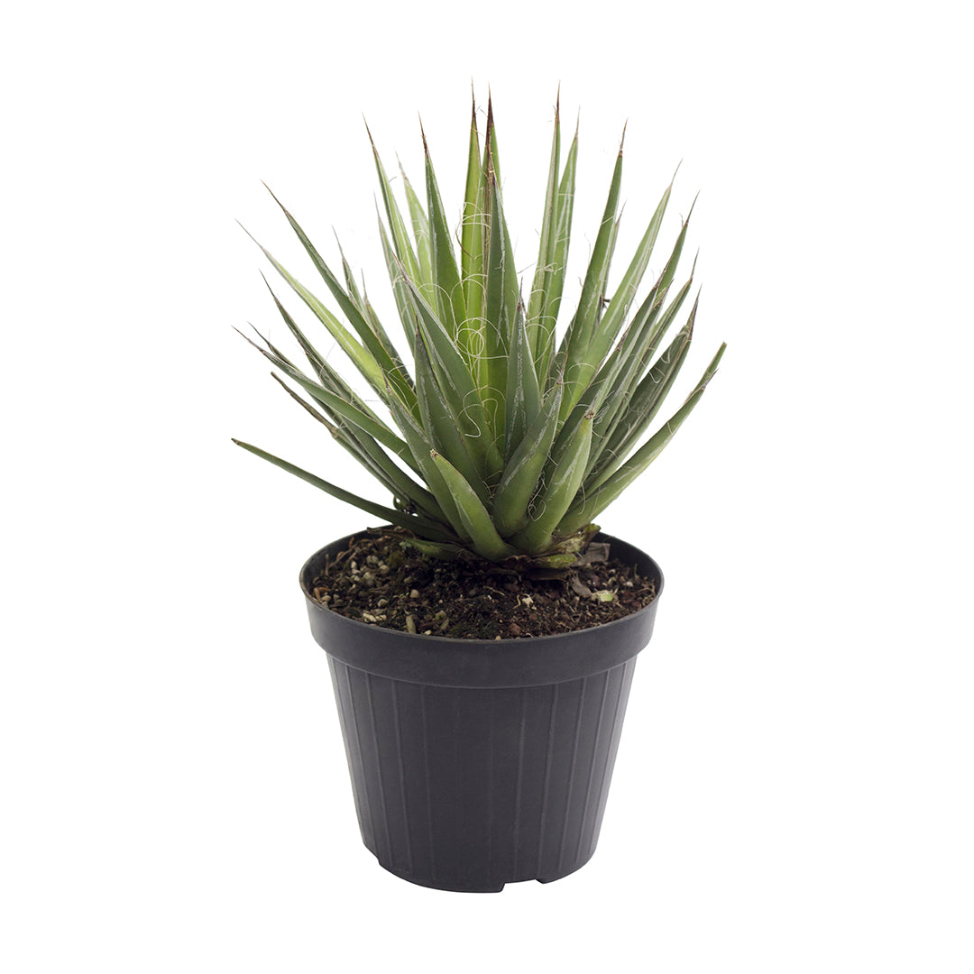 Agave filifera compact - (Pot 14 cm)