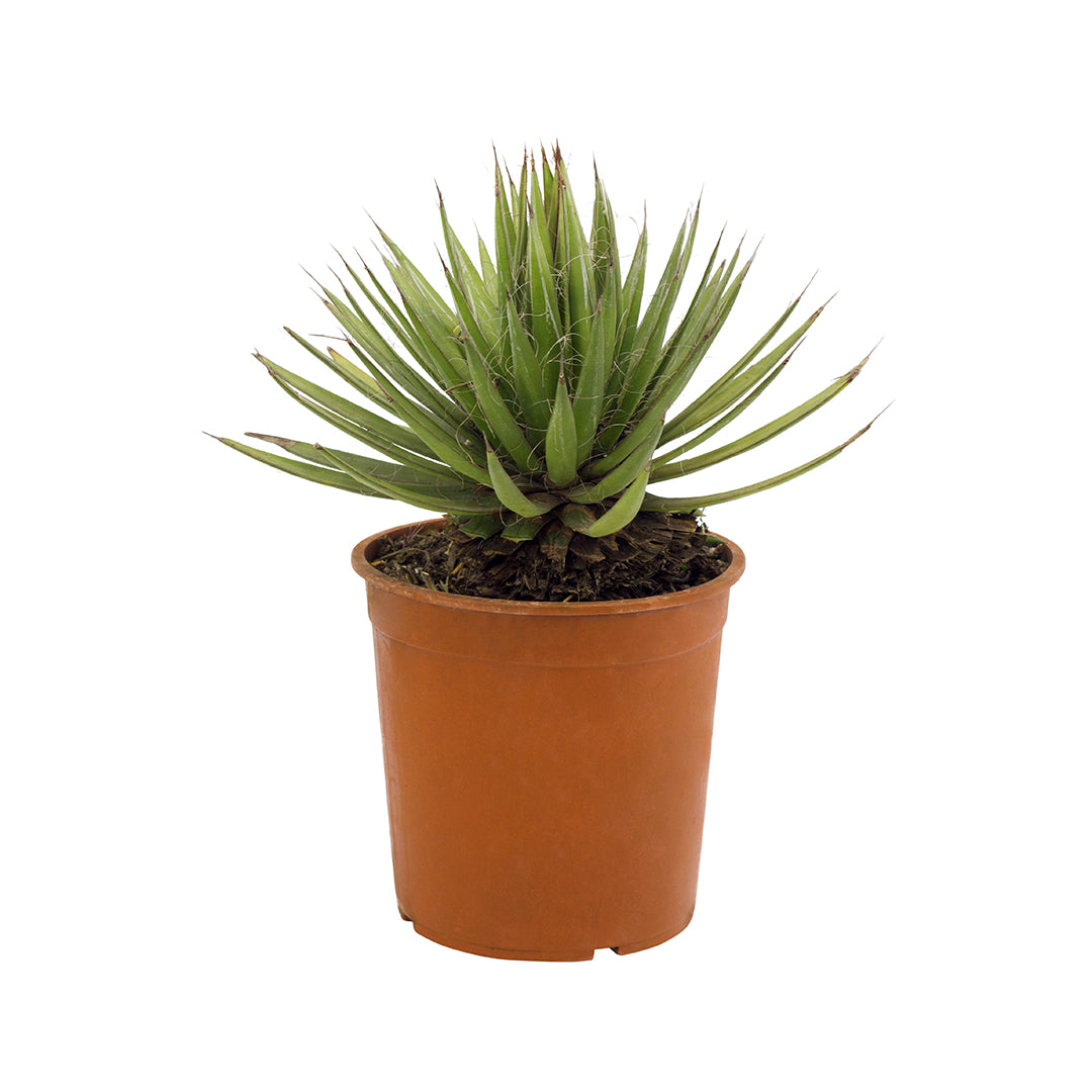 Agave filifera compact (Vaso 18 cm)