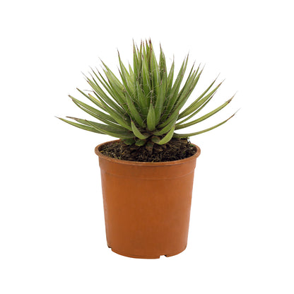Agave filifera compact (Vaso 18 cm)