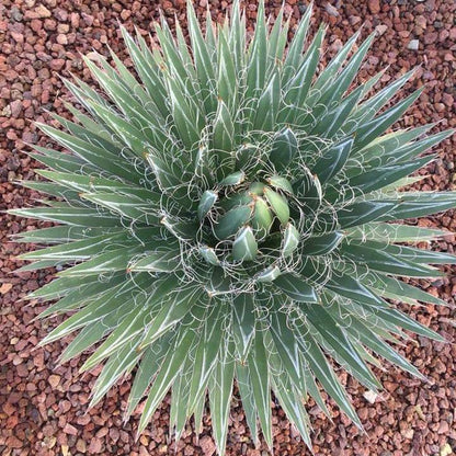 Agave filifera compact - (Pot 14 cm)