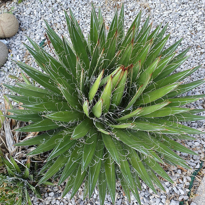 Agave filifera - (Vaso 18 cm)